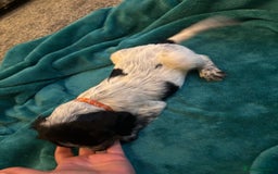 Cocker Spaniel dogs for sale: Georgous blue roan cocker spaniels - Image 32