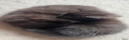 Mixed Breed cats for sale: Two black kittens ready for new home - Advert 6