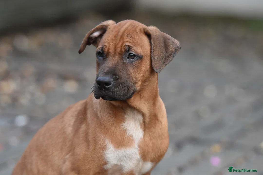 Mixed Breed dogs for sale: Reduced bullherders proven lines  - Advert 14