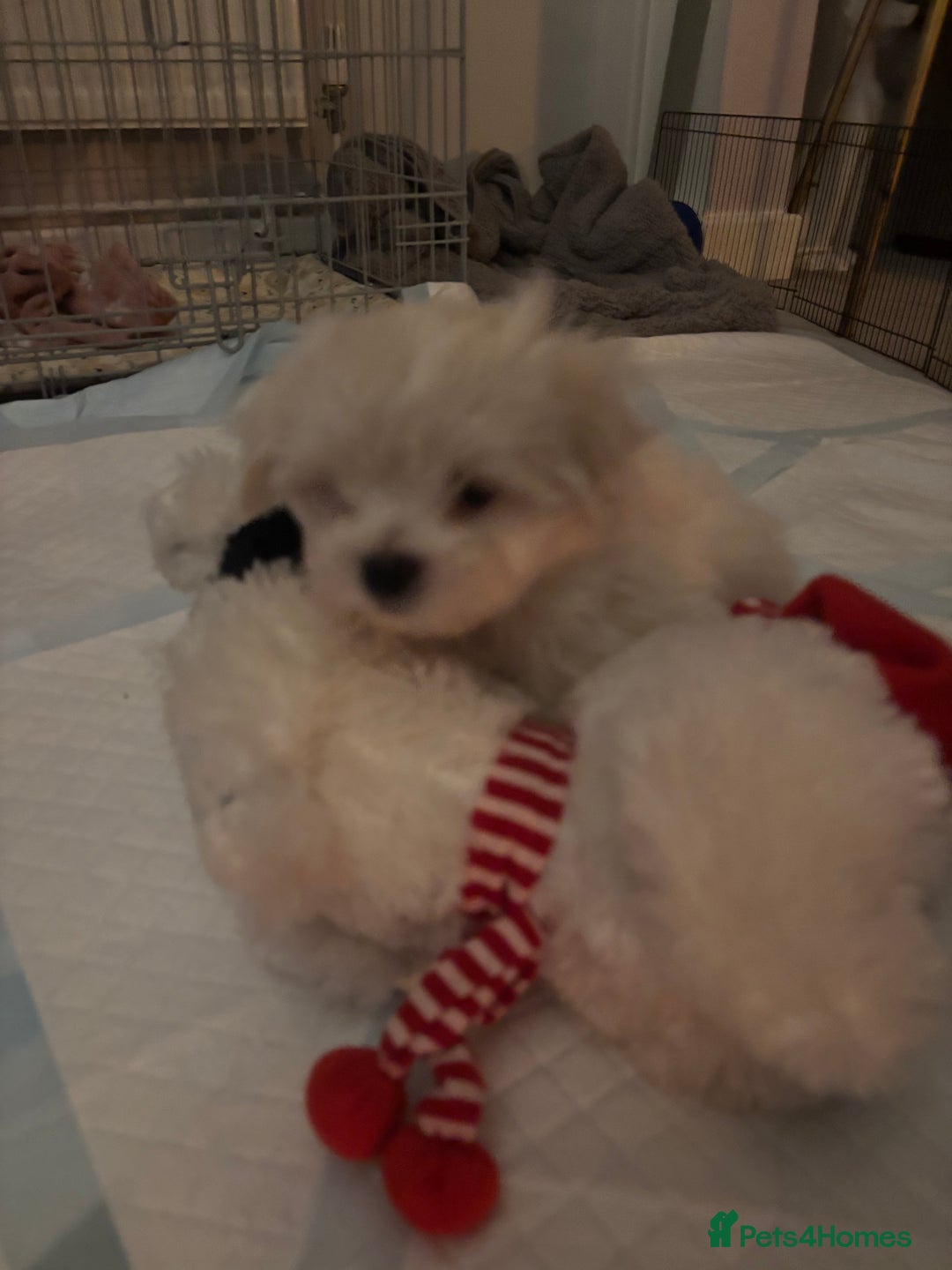 Maltipoo dogs for sale: Maltipoo - Advert 7