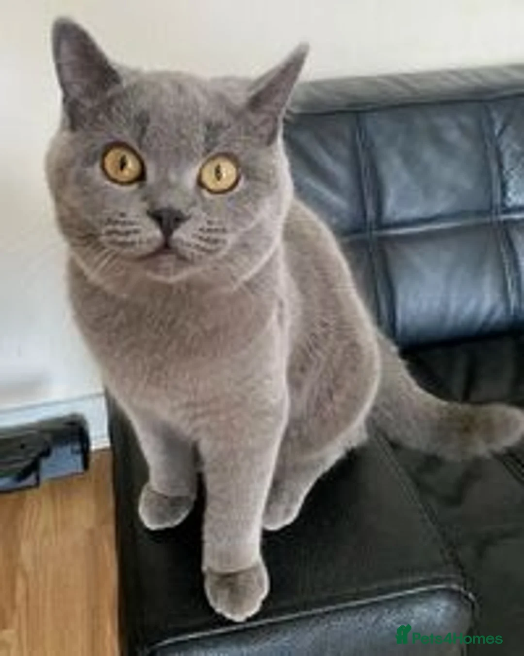 British Shorthair cats for adoption: British shorthair beautiful kittens - Advert 2