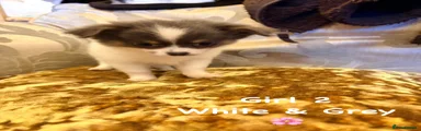 Chihuahua Puppy 6