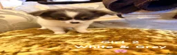 Chihuahua dogs for sale: Chihuahua Puppies  in Dudley - Advert 12