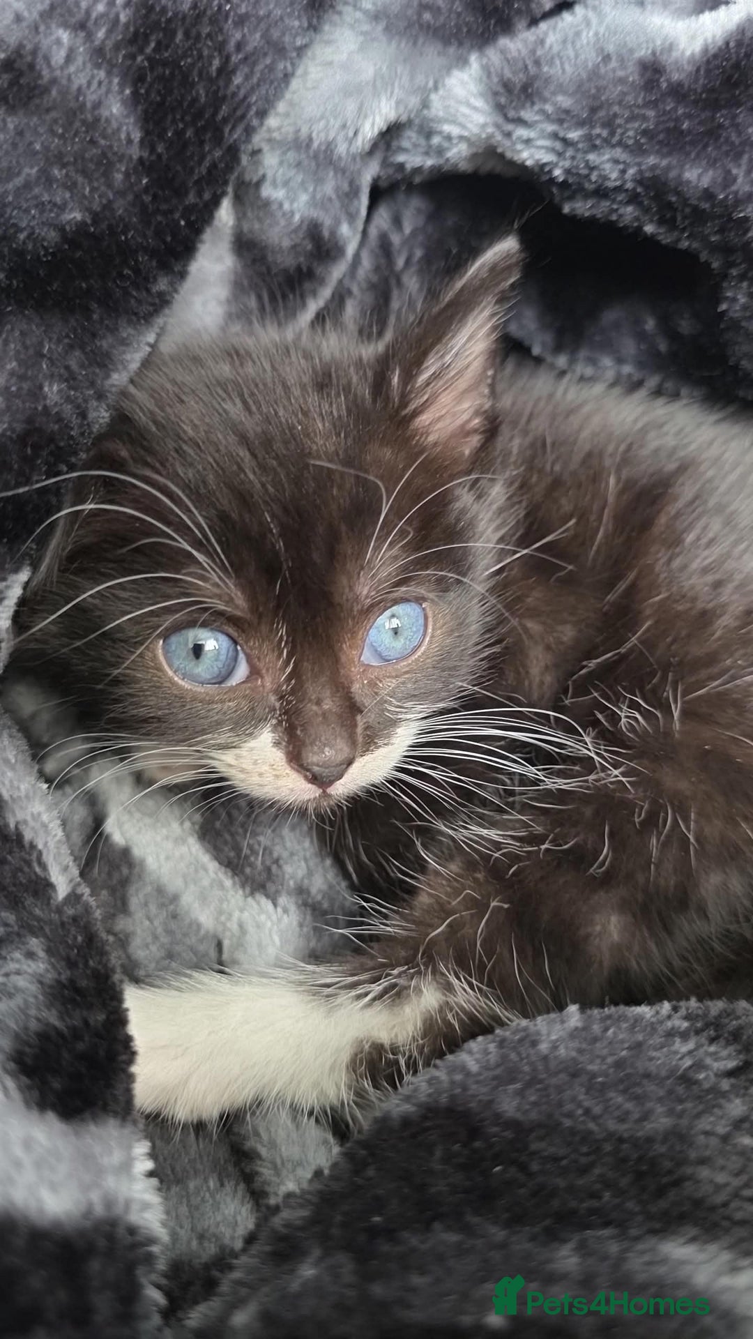 Mixed Breed cats for sale: 2 male kittens for sale - Image 4