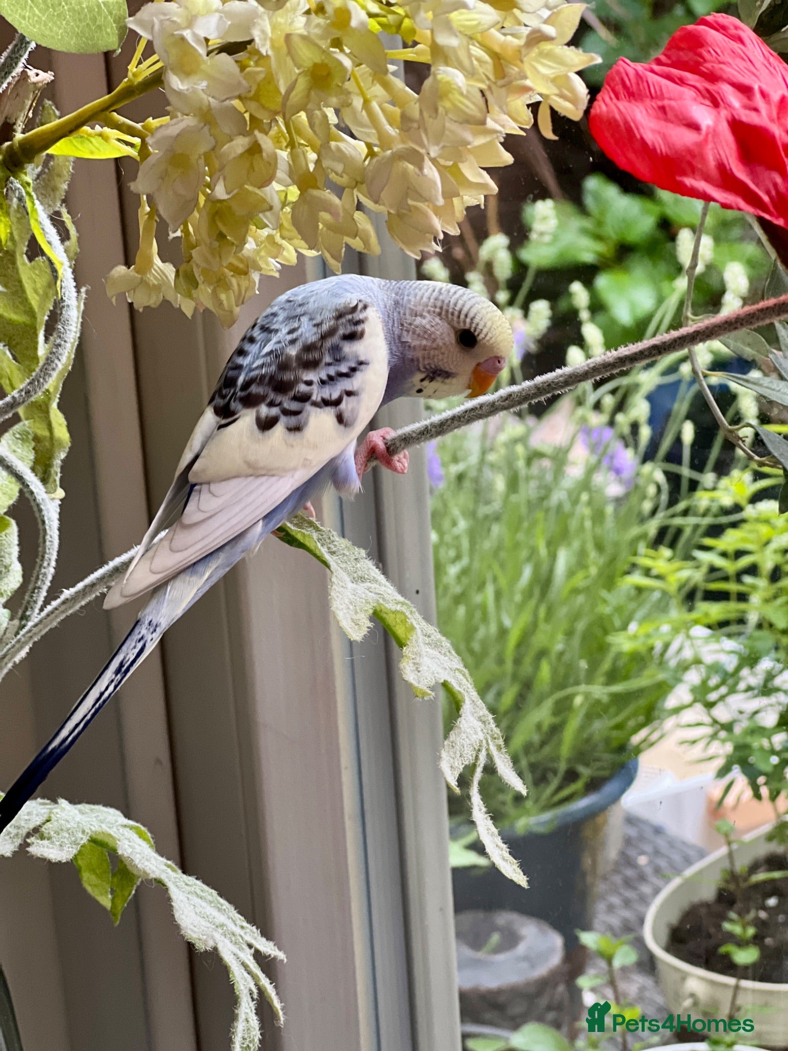 Budgerigars birds Free to good home with other budgie/s ONLY - Advert 1