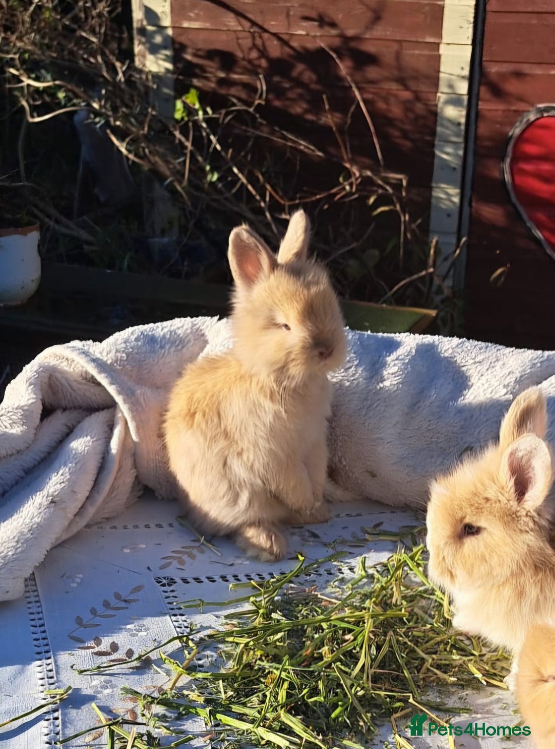 Angora rabbits for sale: Gorgeous Angora Rabbits, Pure Bred Full Faced. - Advert 26