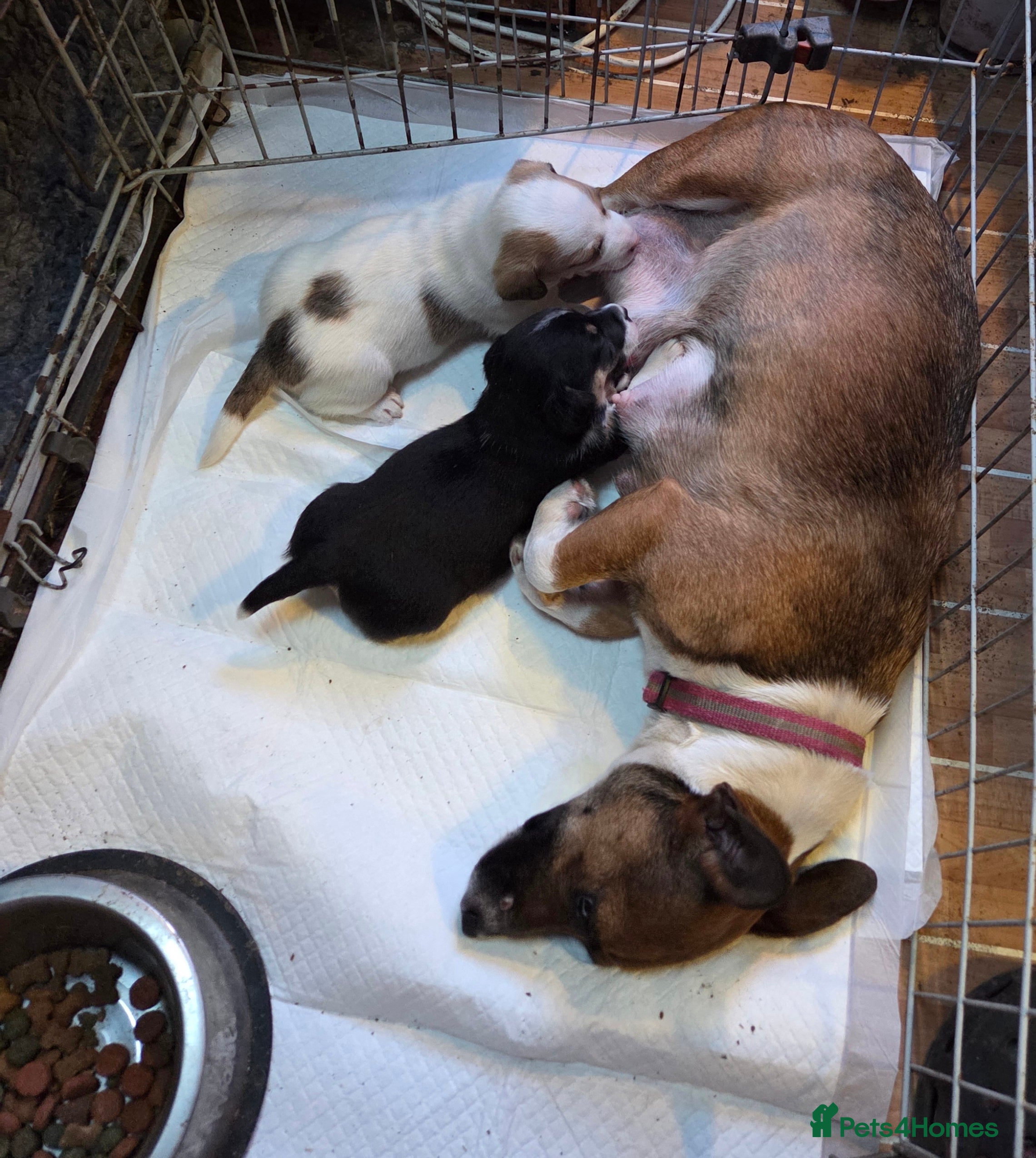 Jack Russell dogs for sale: Jack Russell puppies  - Advert 2
