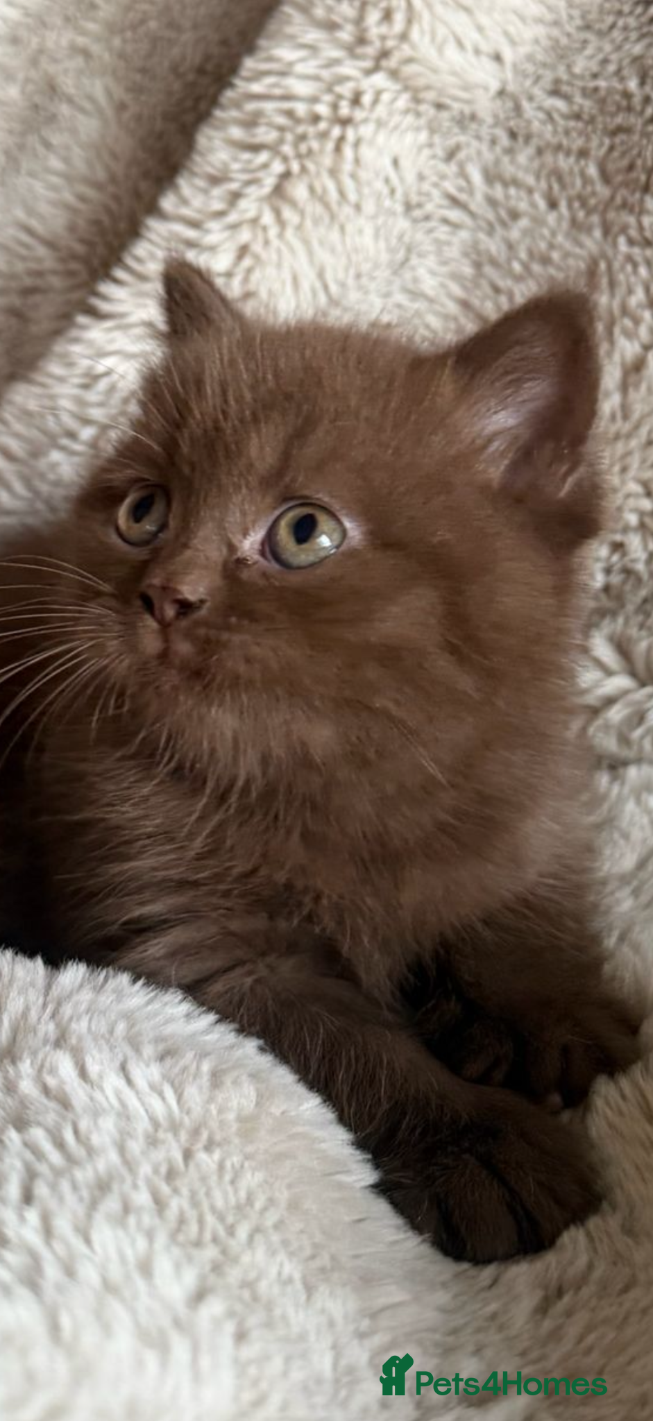 British Shorthair cats British Shorthair Teddy Bears 😻😻😻😻😻 - Advert 2