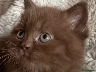 British Shorthair cats British Shorthair Teddy Bears 😻😻😻😻😻 - Advert 2