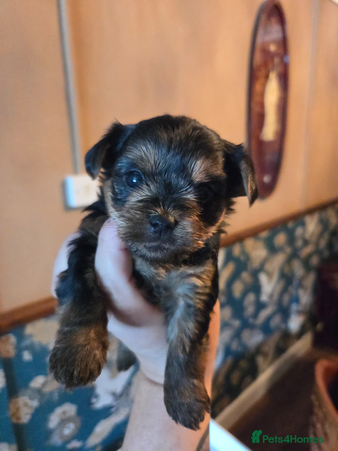 Yorkshire Terrier dogs for sale: Cute Yorkshire Terrier Babies 1 Boy 1 Girl - Advert 1