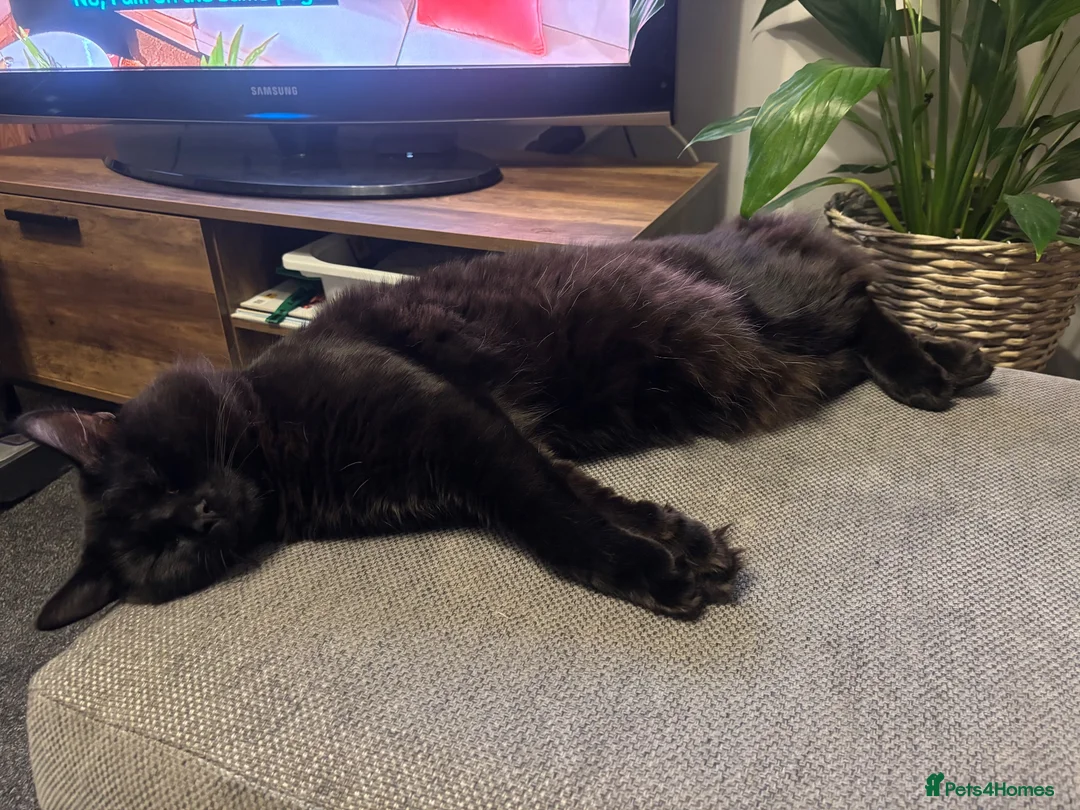 Mixed Breed cats for sale: maincoon mixed - Advert 9