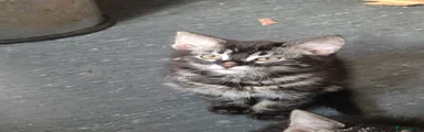 Mixed Breed Kitten 2