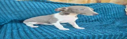 Whippet dogs for sale: 🐾 Beautiful Whippet Puppies Ready Now 🐾 - Advert 4