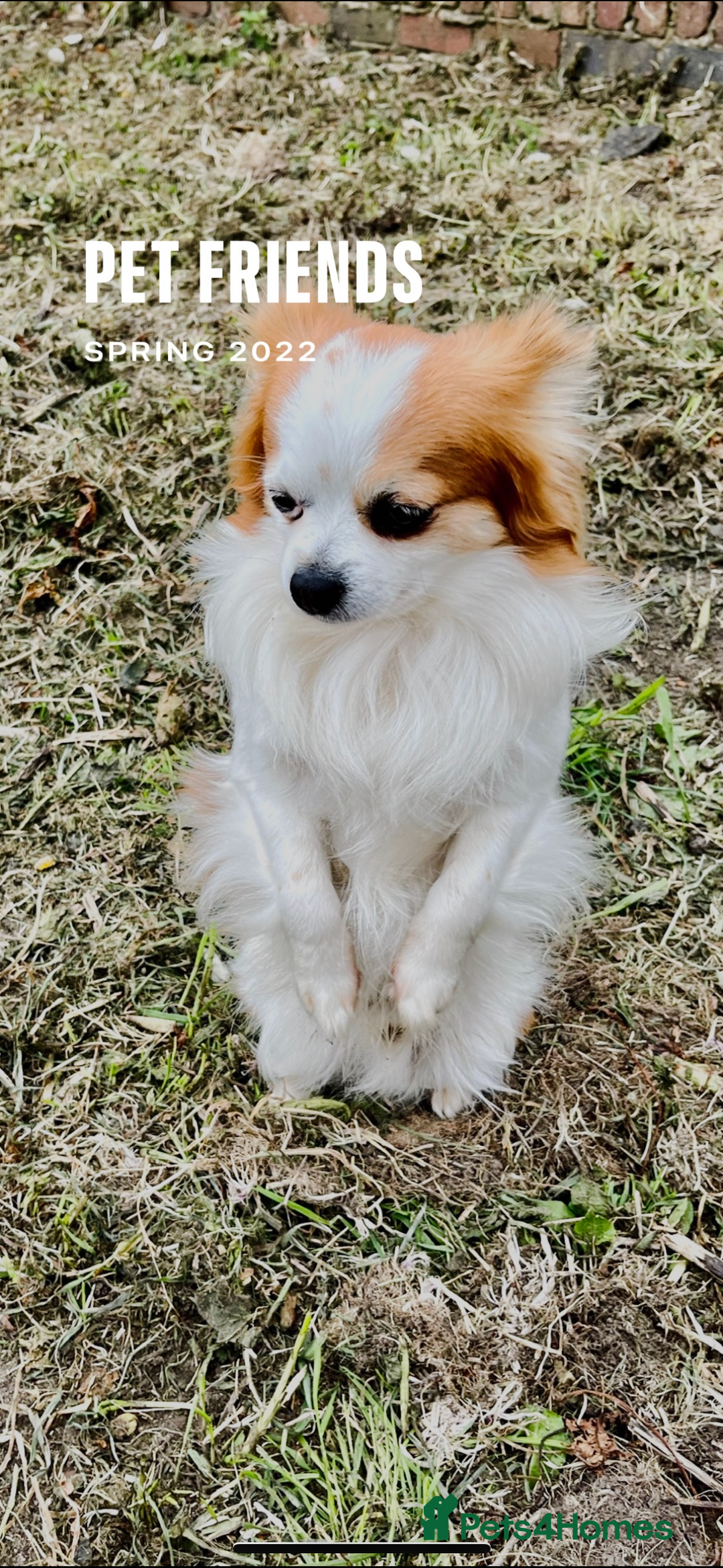 Chihuahua dogs for stud: Long haired party chihuahua  - Advert 13