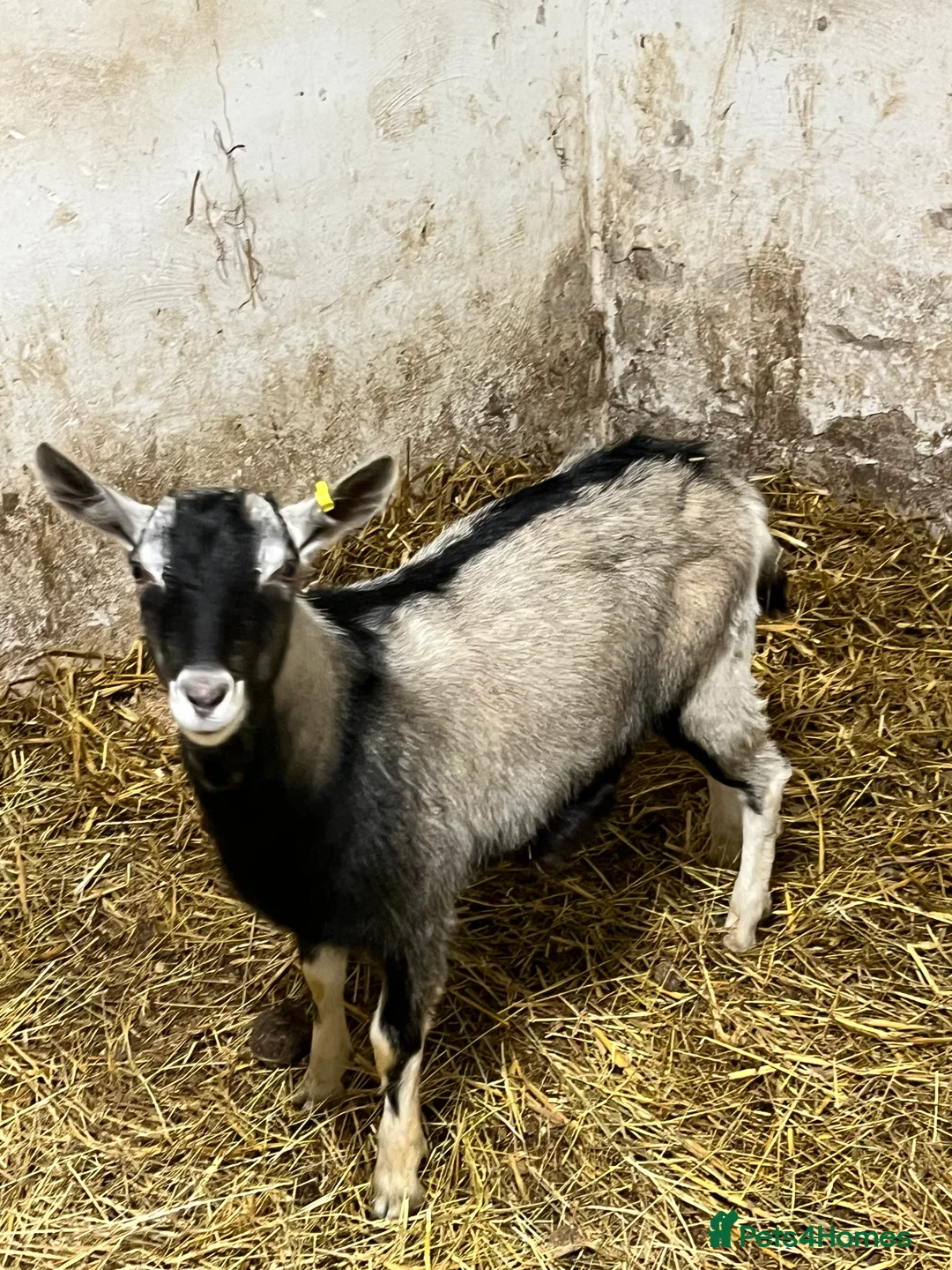 Goats livestock for sale: old english billy goats  - Advert 2