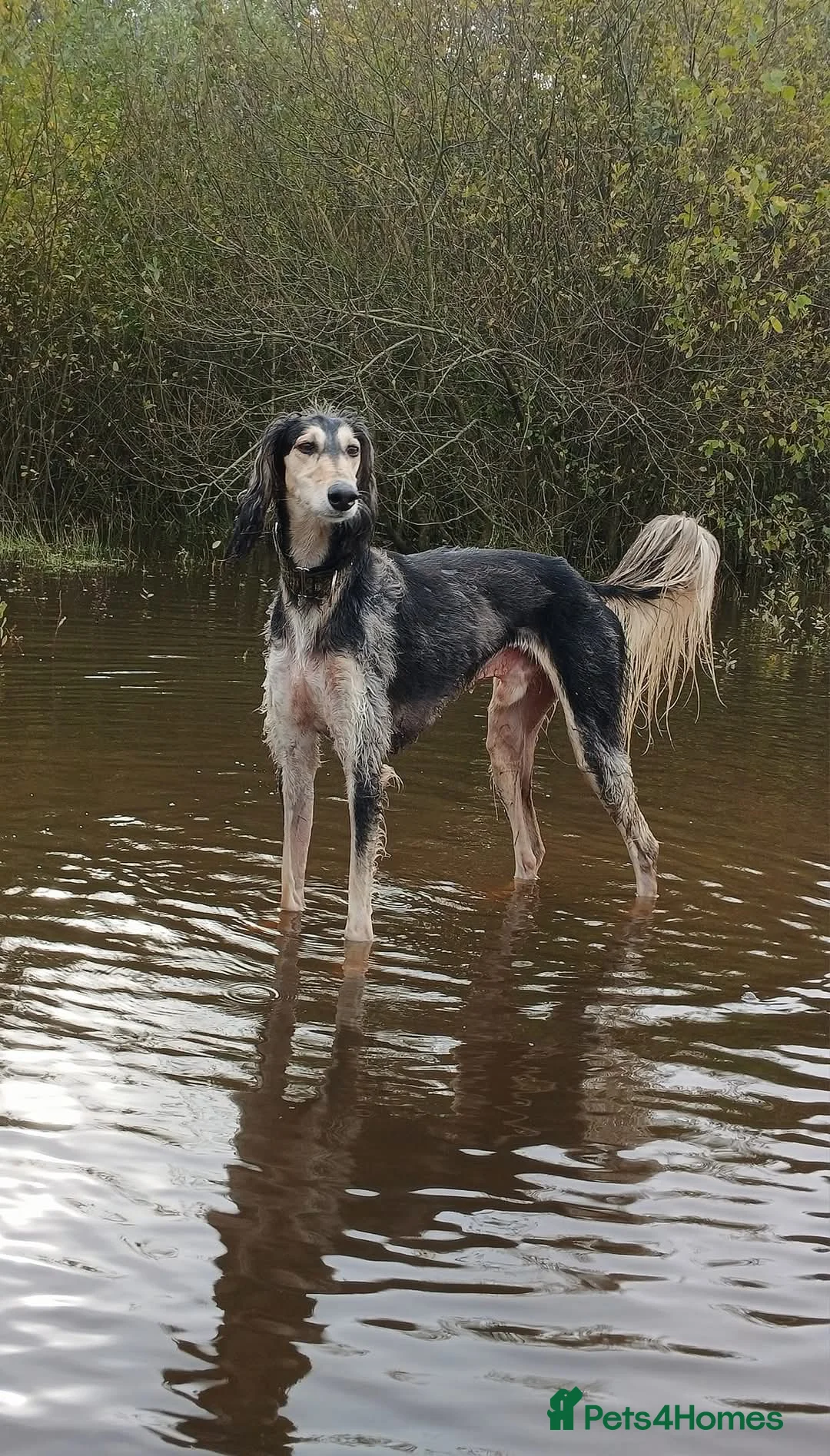 Saluki dogs for stud: Kc reg pure saluki  - Advert 6