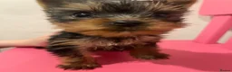 Yorkshire Terrier dogs for sale: Little Purebred Yorkshire Terrier GIRL puppy 🐶  in London - Advert 4