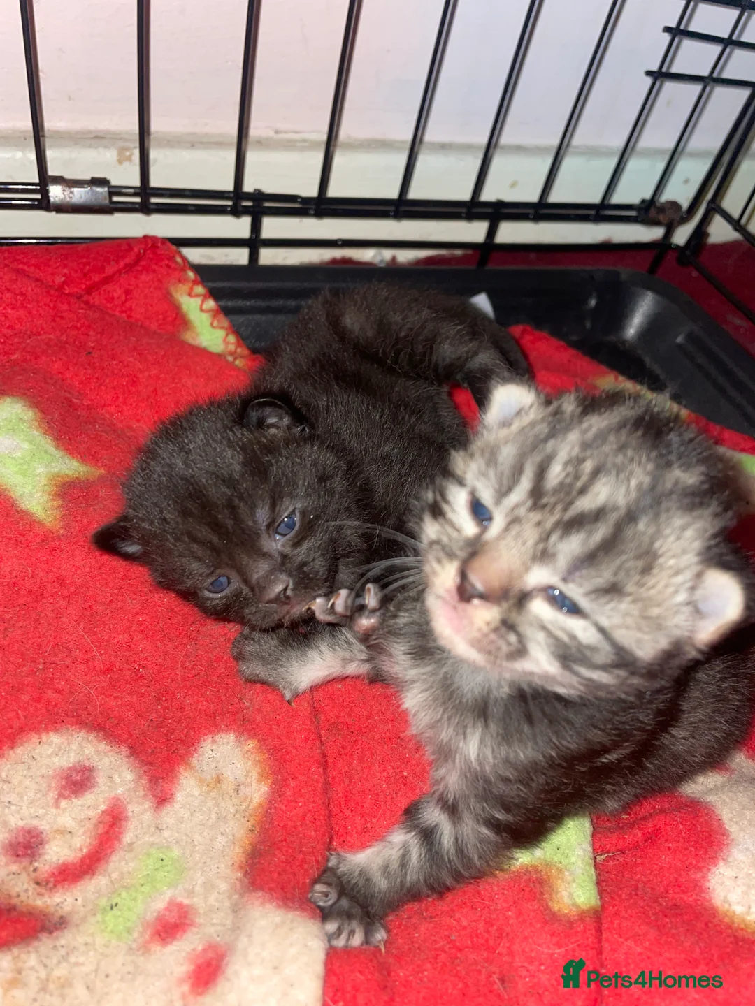 Mixed Breed cats for sale: Mixed colours available  - Advert 2