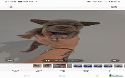 Frug dogs for sale: Beautiful Frug Babies 😍 - Image 3