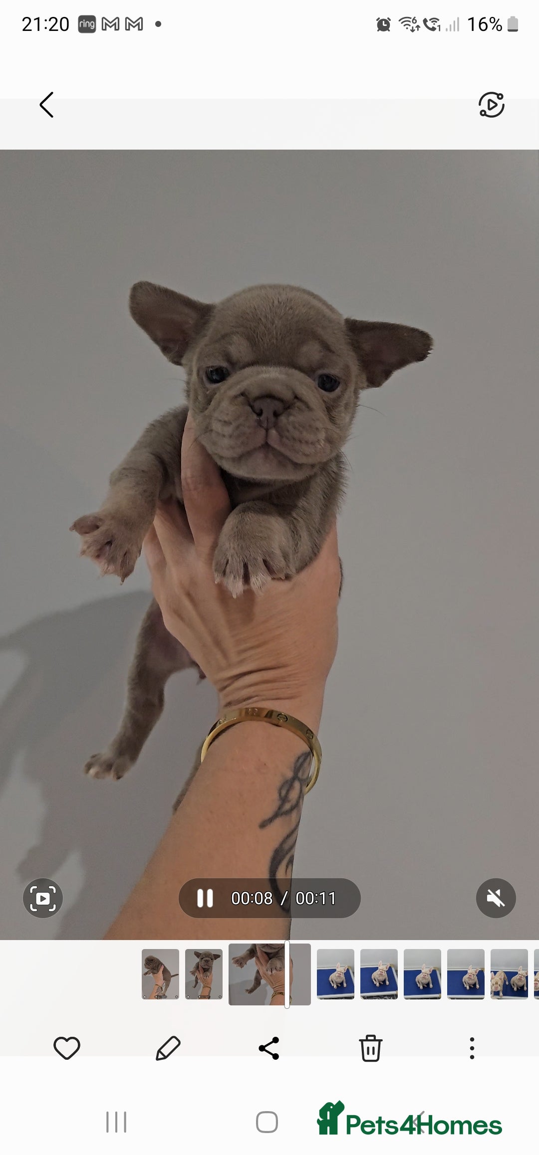 Frug dogs for sale: Beautiful Frug Babies 😍 - Image 3