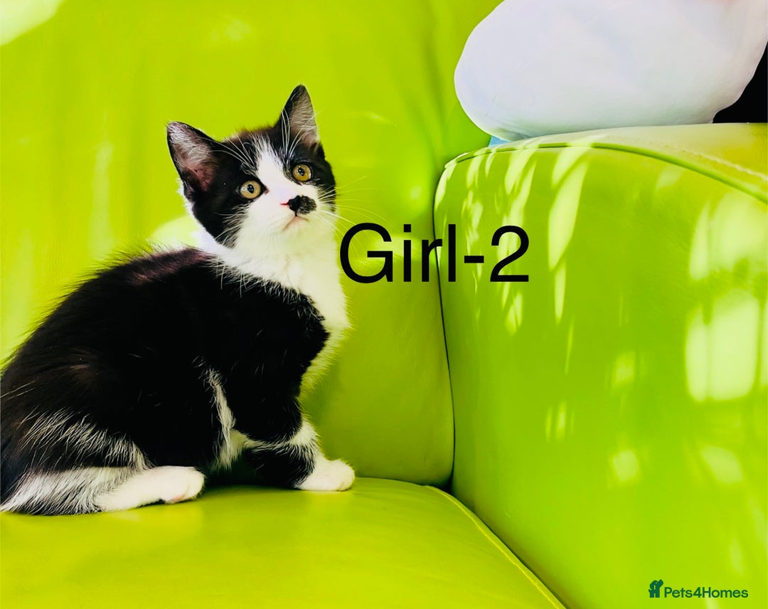 Mixed Breed cats for sale: Beautiful ,clever ,healthy village Kittens - Image 15