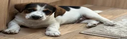 Jack Russell dogs for sale: Traditional short-legged Jack Russell puppies. - Advert 3