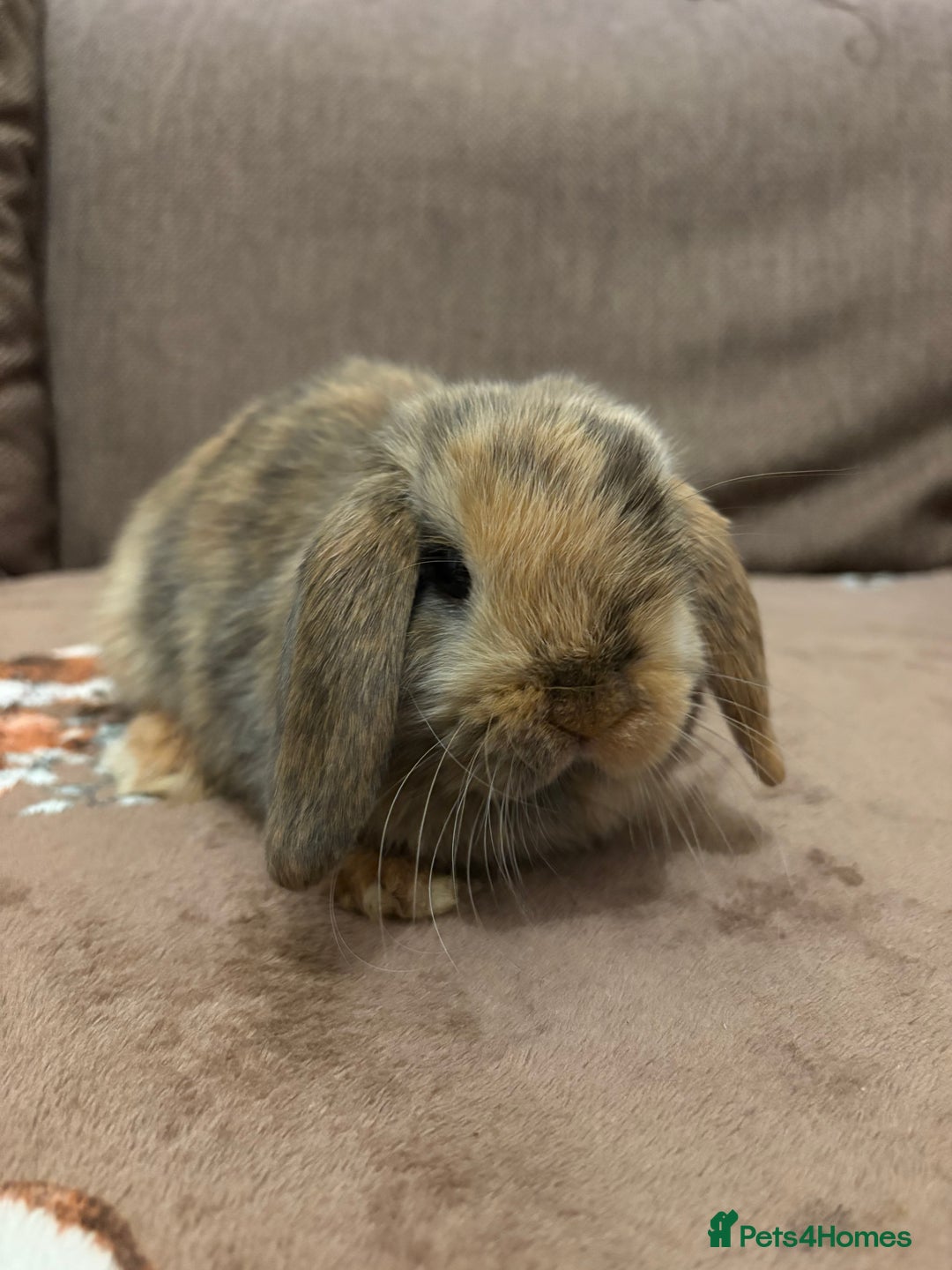 Mini Lop rabbits for sale: Bonded Mini Lop Harlequin Pair. Sold Together Only - Advert 11
