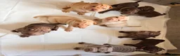 Shar Pei dogs for sale: Sharpei Puppies for sale  - Advert 1