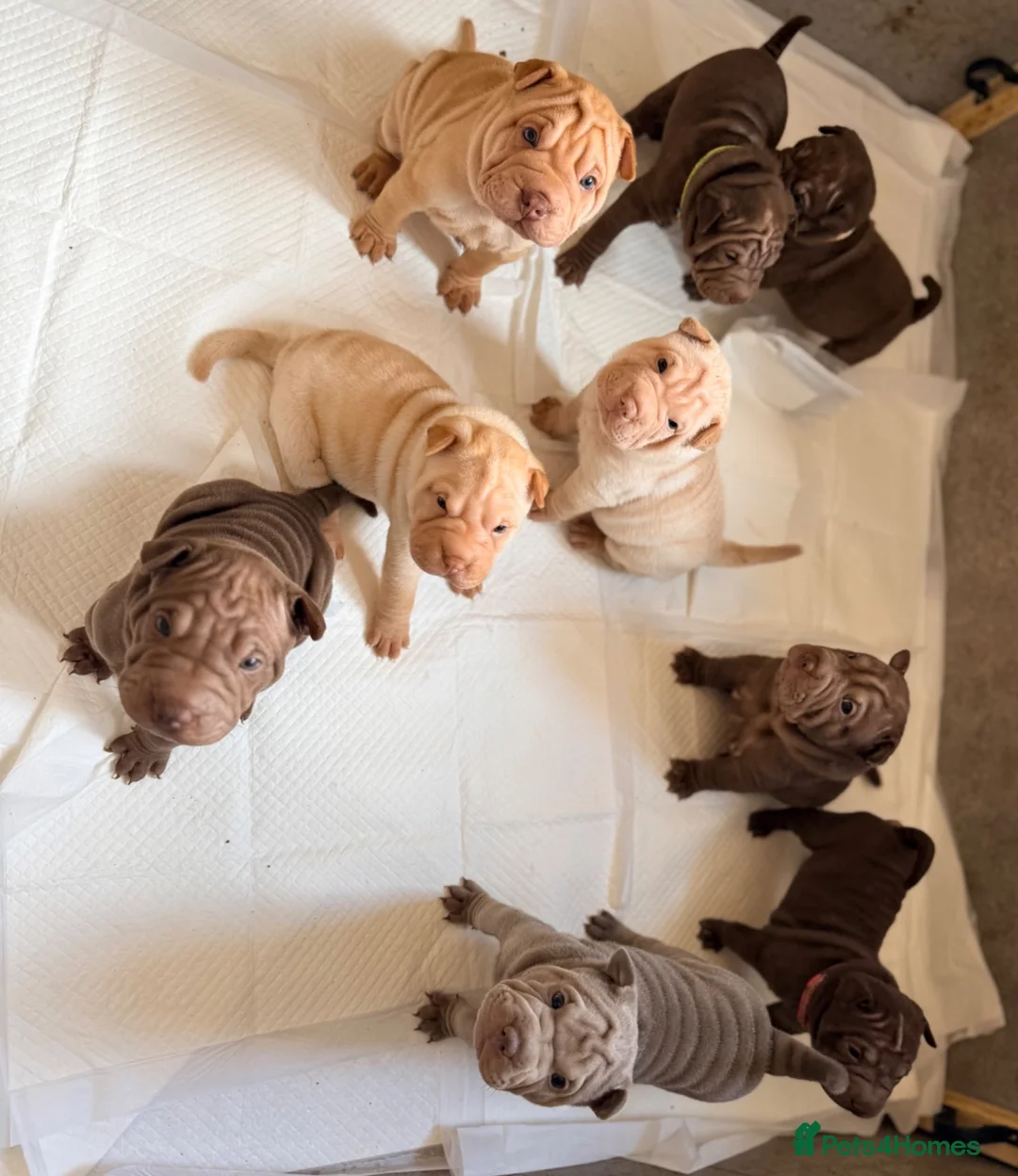 Shar Pei dogs for sale: Sharpei Puppies for sale  - Advert 1
