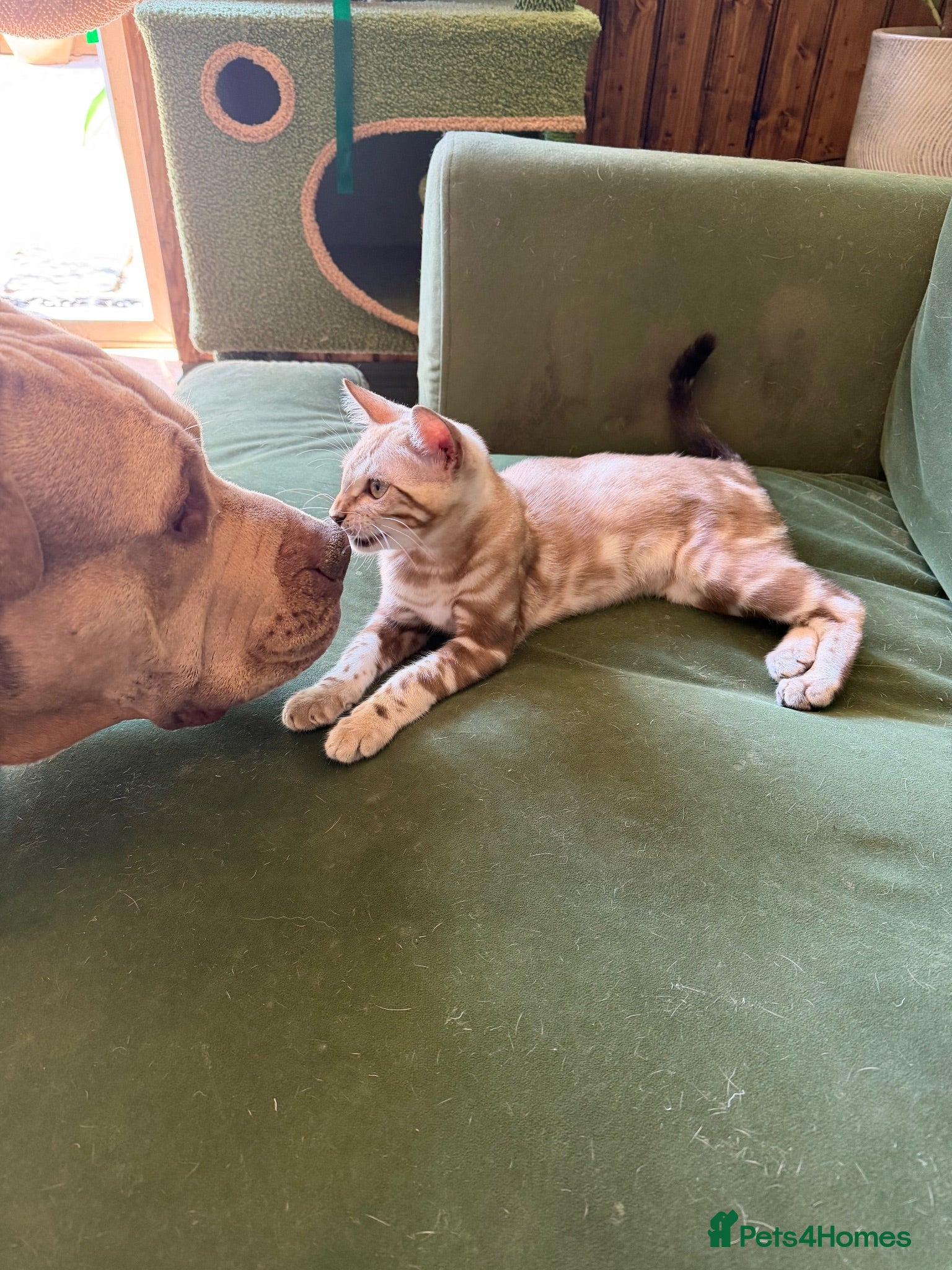 Bengal cats Reduced Last Male Snow Marble TICA Bengal Left 🤍 - Advert 2