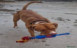 Mixed Breed dogs for adoption: Meet Tally, currently residing in Basildon - Image 7