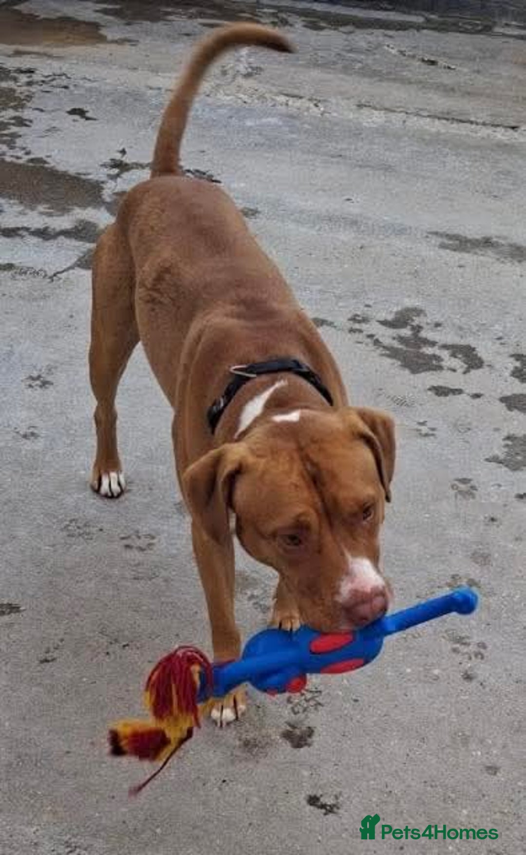 Mixed Breed dogs for adoption: Meet Tally, currently residing in Basildon - Image 7