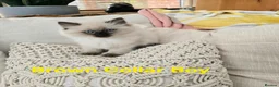 Ragdoll cats for sale: Adorable Ragdoll kittens looking for loving homes! - Advert 16