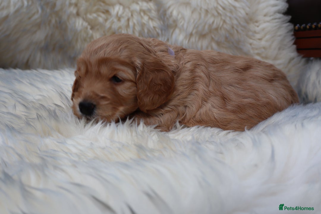 Cockapoo dogs for sale: 5*LICENSED BREEDER WATCH LIVE HEALTH TESTED PARENT - Image 16