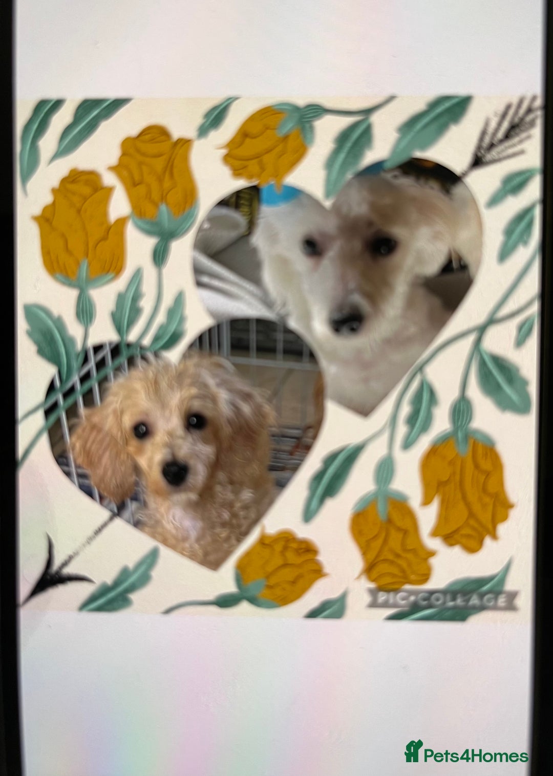 Maltipoo dogs for sale: BEAUTIFUL MALE MALTIPOOS READY NOW  in Kettering - Image 2