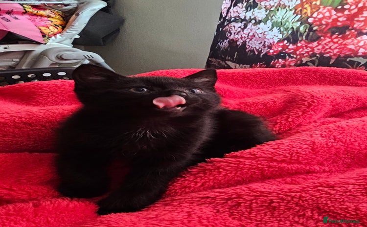 European cats - Advert 5