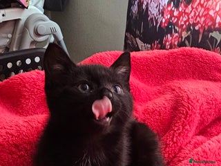 European cats - Advert 2