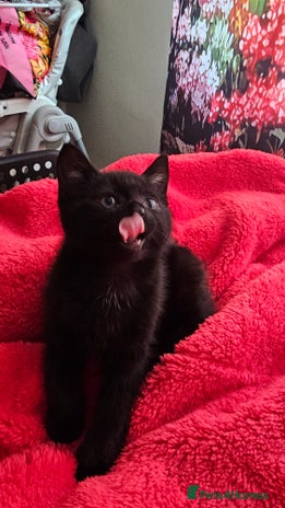 European cats - Advert 5