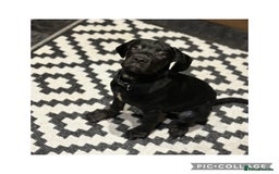 Cane Corso dogs for sale: Last 2 cane corso girls  - Image 7