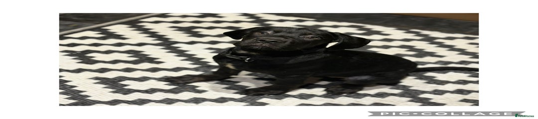 Cane Corso Puppy 1