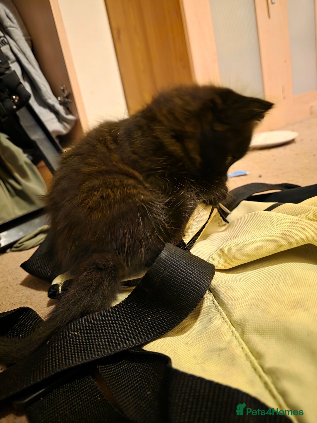 Mixed Breed cats for sale: Adorable longhair and short hair  - Advert 15