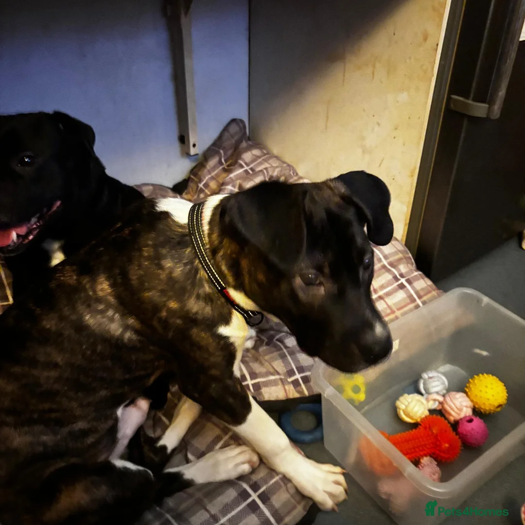Mixed Breed dogs for sale: Juke - 7 month pup in Birmingham - Advert 2