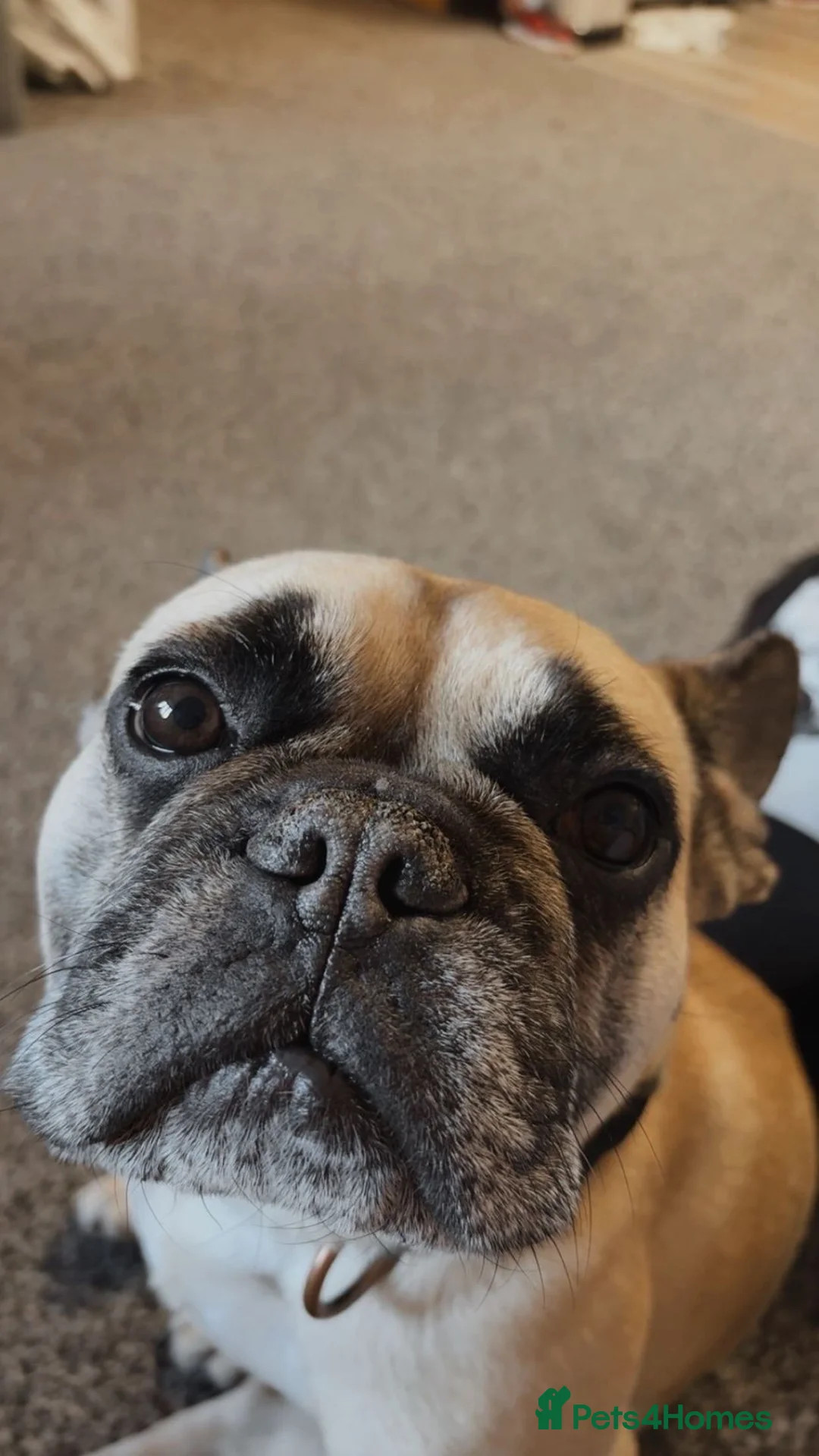 French Bulldog dogs for sale: bear (male french bulldog) - Advert 2