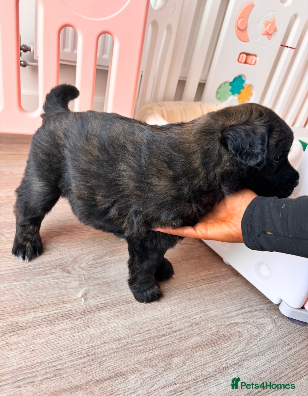 Mixed Breed dogs for sale: Golden retriever x Alaskan chow pup  - Advert 2