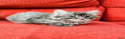 Mixed Breed cats for sale: Stunning Fluffy Kittens  - Advert 18