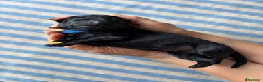 Dark Blue Puppy