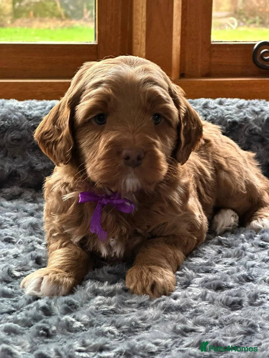 Australian Labradoodle dogs for sale: Superior Australian Labradoodle Puppies Ready Feb. - Advert 2