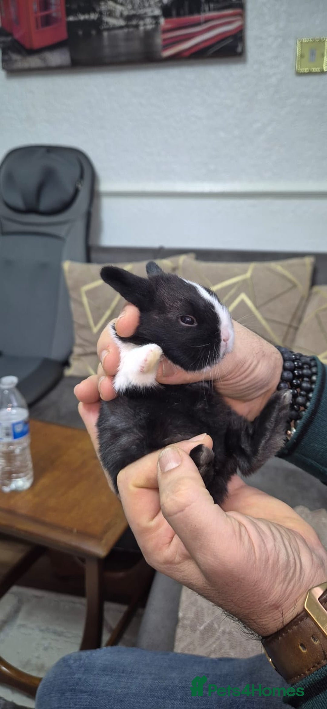 Tri Coloured Dutch rabbits for sale: They are 22 days old and mix Dutch and Rex  - Advert 6