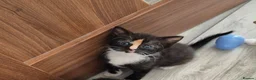 Mixed Breed cats for sale: Kittens in Coventry - Advert 4