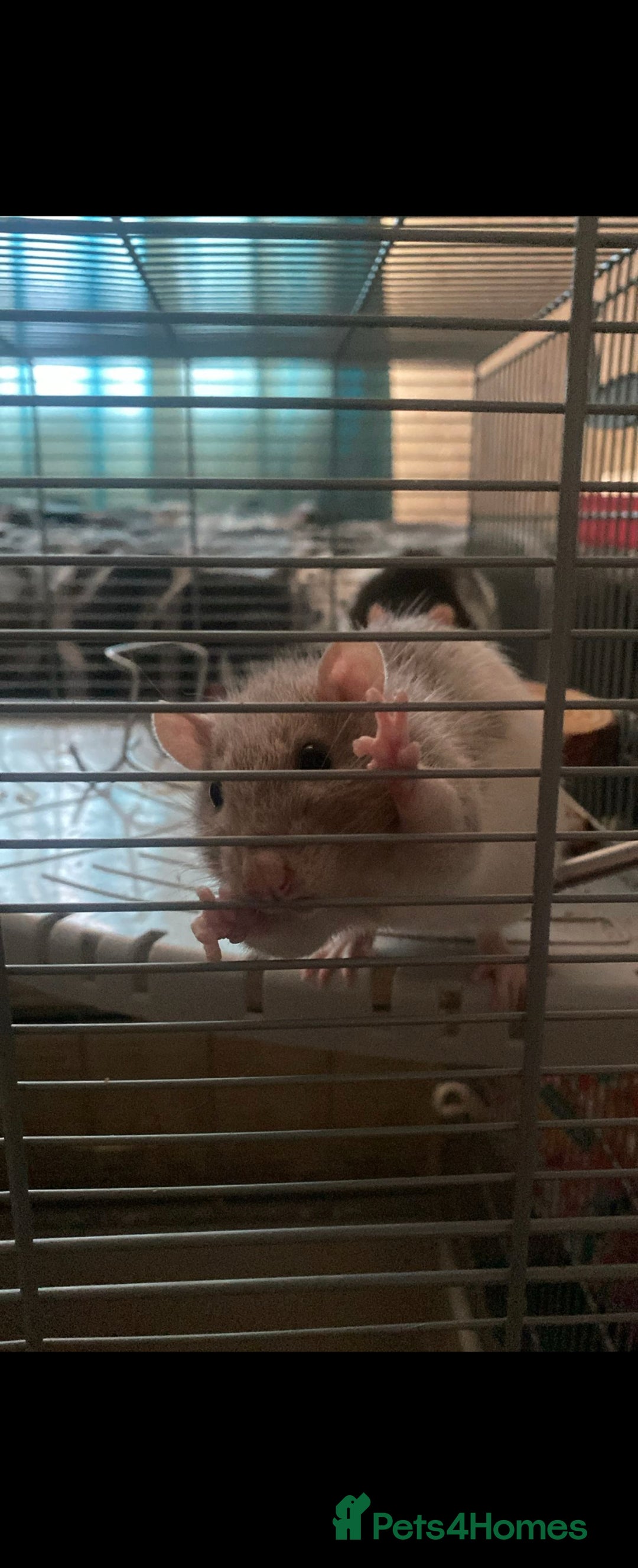 Rat rodents for sale: 5 female rats with cage - free to a good home - Advert 1